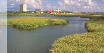 sightseeing_birdsL3.jpg