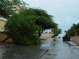 Fallen kwihi tree