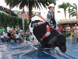 Bull rodeo