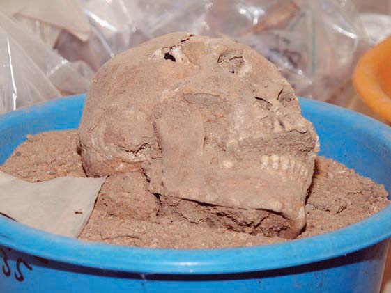 Amerindian skull recovered from the dig.jpg