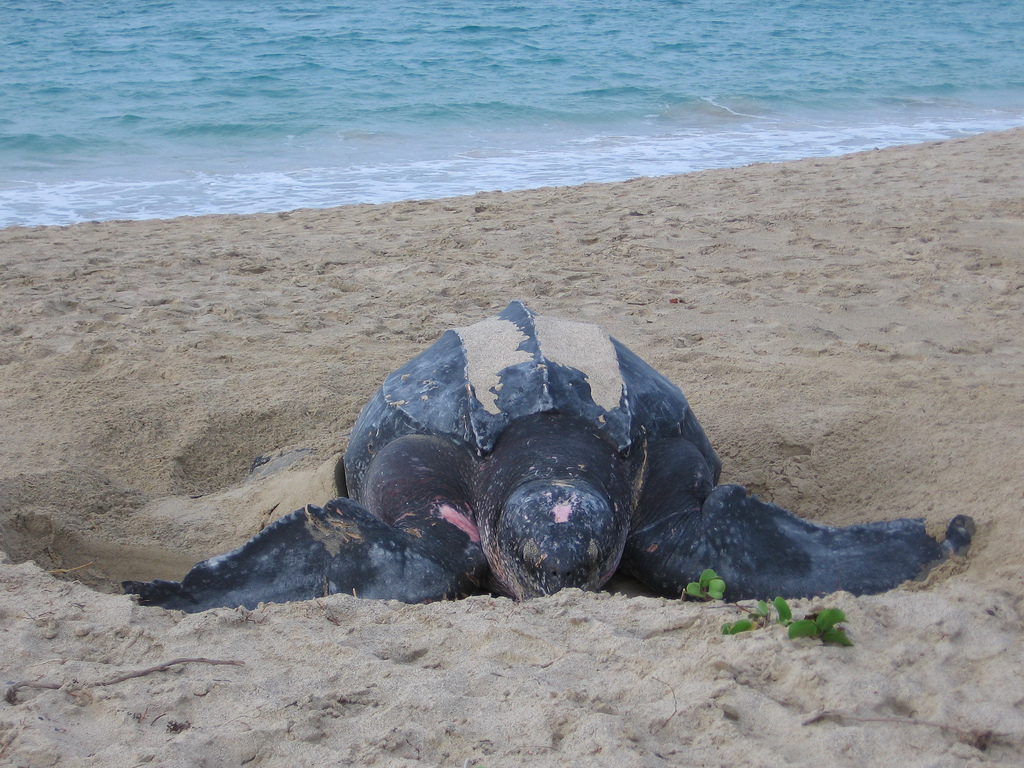 leatherback-aruba.jpg