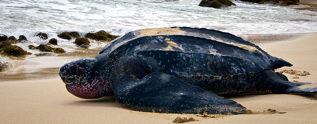 leatherback-aruba-.jpg