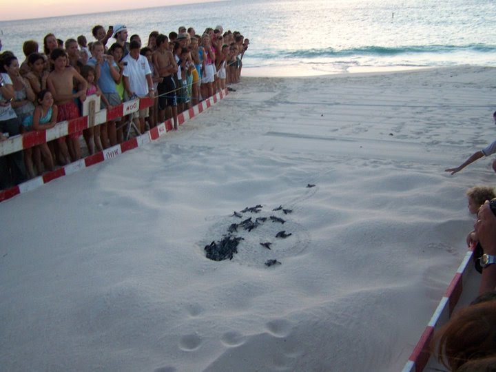 leatherback-nest-aruba-.jpg