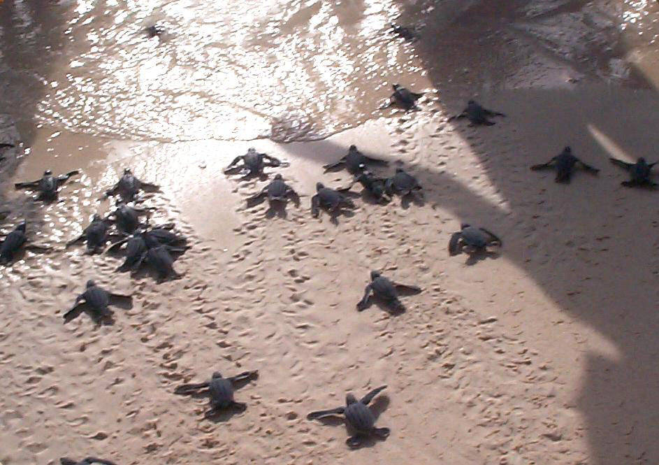 turtles_bucuti_beach.jpg