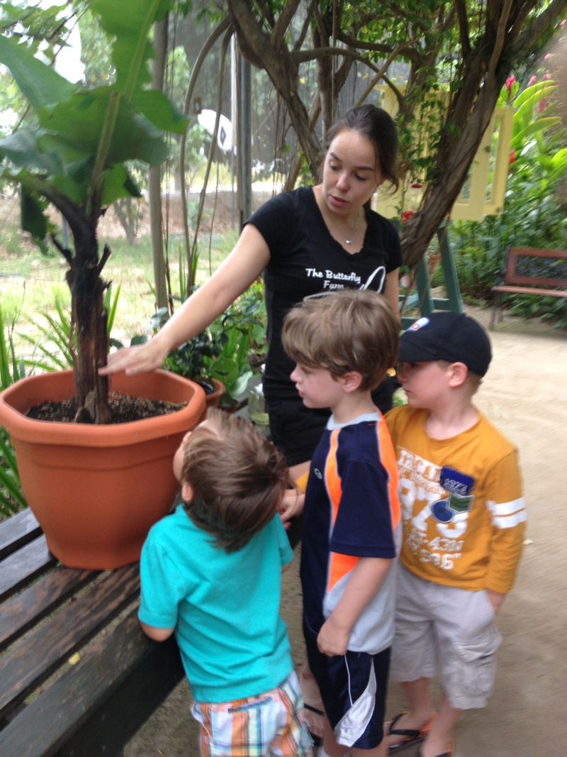 The little ones at the Butterfly farm finding the caterpillar in the banana tree.jpg