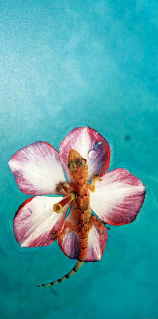 Saved by a Flower by Eduardo Valbuena.jpg