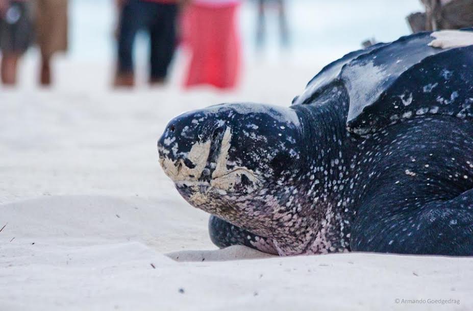 Leatherback-Season-02.jpg