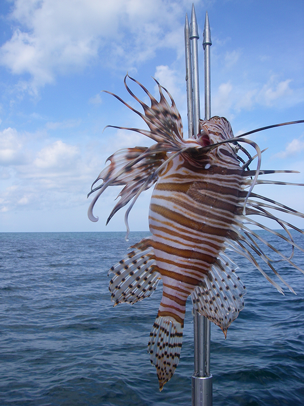 LIONFISH-04.jpg
