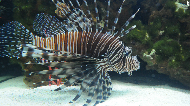 120420015706-lionfish-tank-horizontal-gallery.jpg