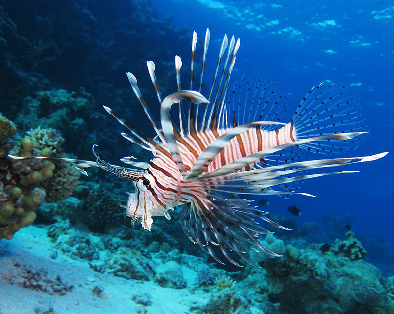Common_lionfish_at_Shaab_El_Erg_reef_(landscape_crop).JPG