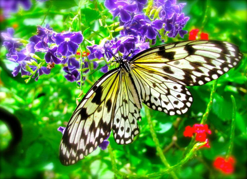 ButterflyFarm2.jpg
