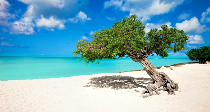 aruba-island-fofoti-tree.jpg