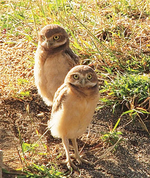 Aruba News by VisitAruba - Aruba's national bird, the 'Shoco' faces many  threats
